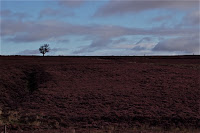 Heathcliffe\'s moors