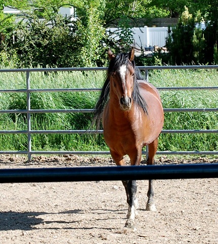 [horses20112.jpg]