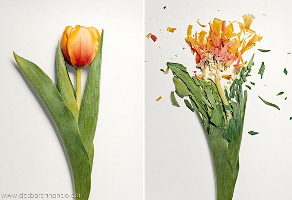 broken-flowers-soaked-in-liquid-nitrogen-shattered-desbaratinando (6) broken-flowers-soaked-in-liquid-nitrogen-shattered-desbaratinando (6)