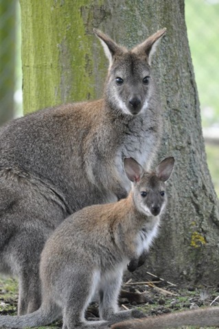 [Mum%2520%2526%2520Brown%2520Joey%2520out%2520of%2520pouch%2520DSC_0308%255B6%255D.jpg]