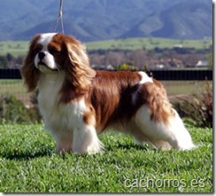 [Cavalier%2520King%2520Charles%2520Spaniel%255B3%255D.jpg]