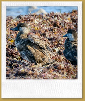 American (Black) Scoter - Melaanitta americana, 