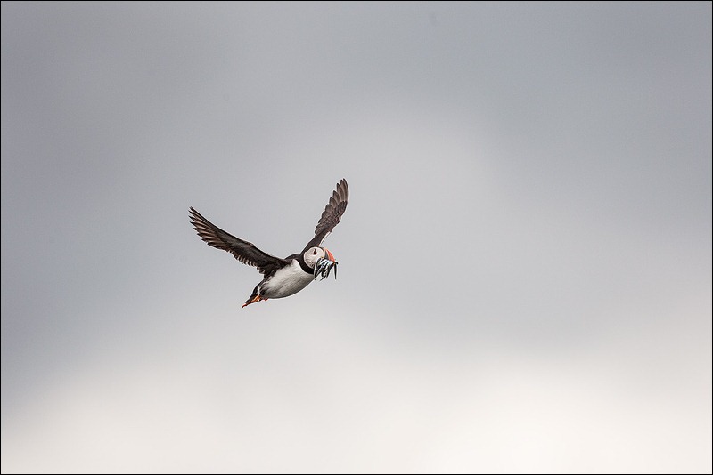 Farne Island Puffin