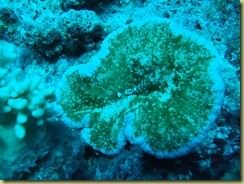 Clown Shrimp on Hard Coral