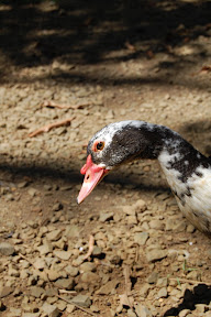 DSC_0305.jpg