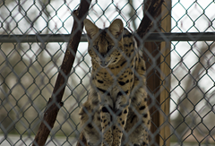 Serval Exotic Game Park