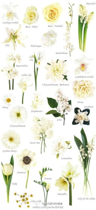 Know Your Flowers 7