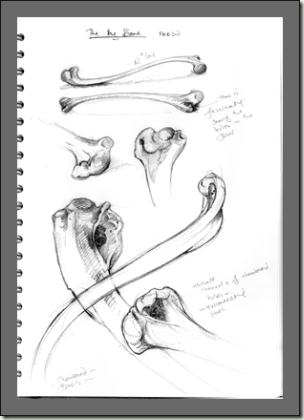 big-bone-sketches-bg