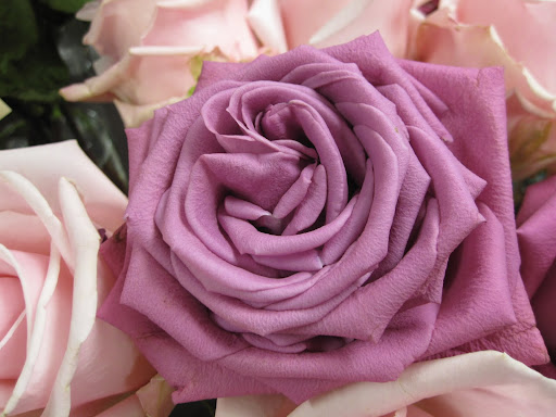With the temperature raised in the store, the roses are able to open must faster. I love the way this rose's petals fold and take shape in the center.