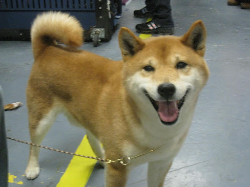 Shiba Inu