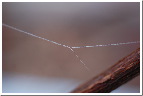 dewy spiderweb