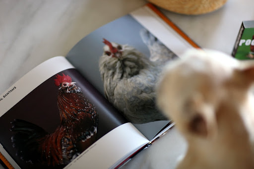 These two are Ornamental Bantams.  I'm pretty sure that Martha has chickens just like these.