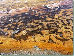 Day13Yellowstone bacterial mats