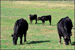 grazing grazing