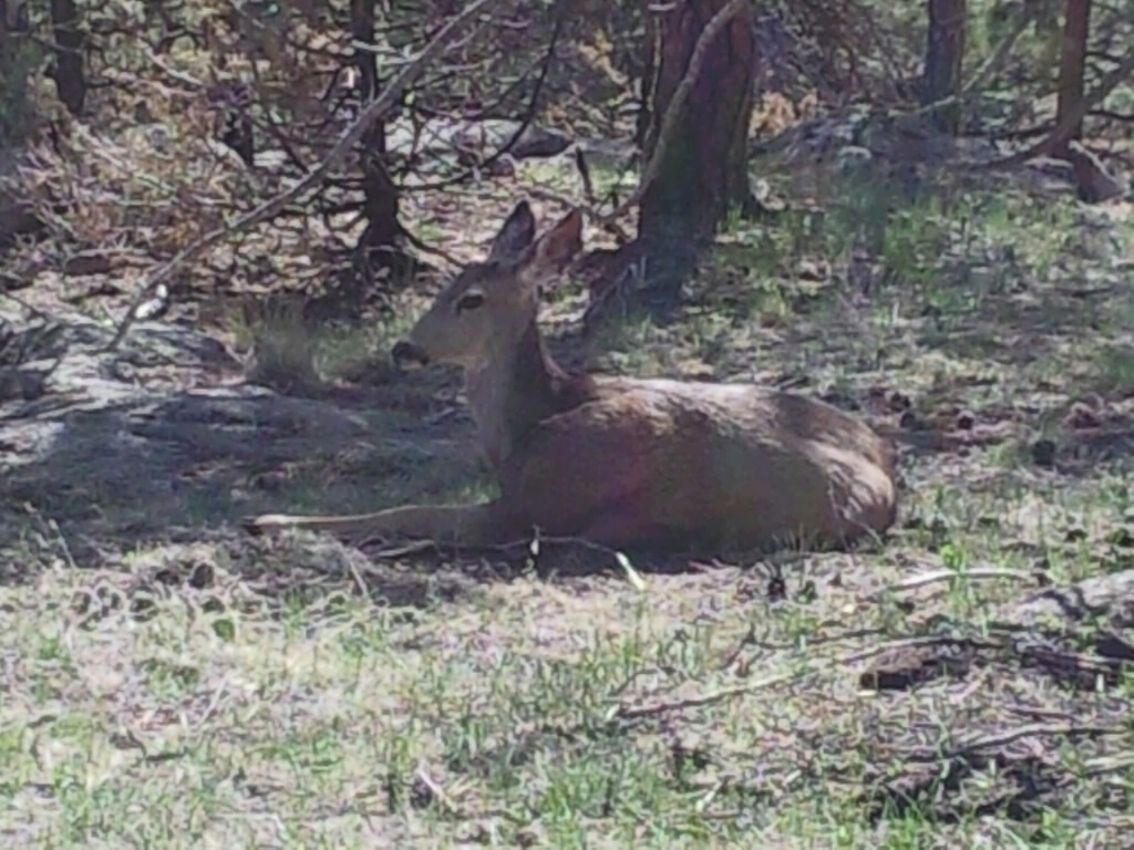 [halldeer4.png]