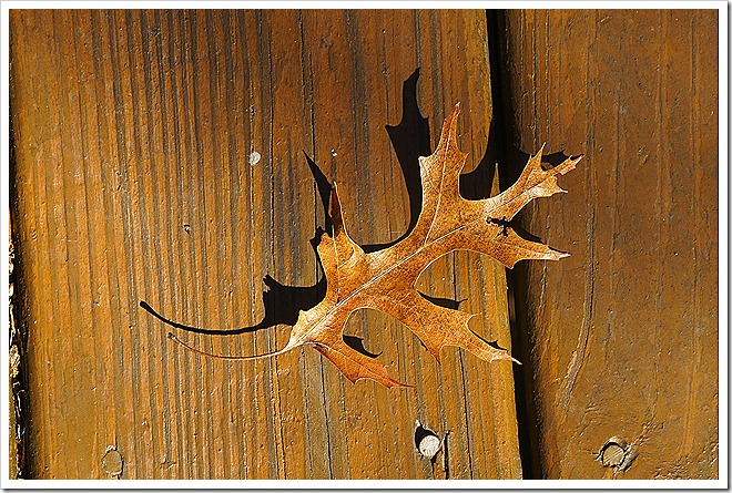 leaves-public-domain-pictures-1 (19) leaves-public-domain-pictures-1 (19)