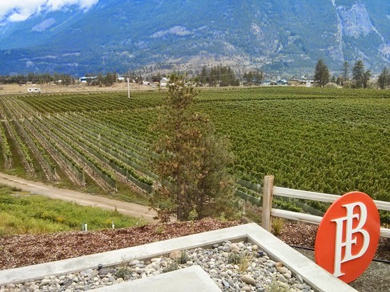 Laser-aligned vineyard rows visible to every Lillooet visitor