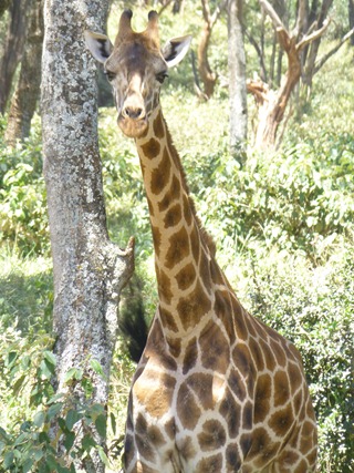 F Giraffe F Giraffe