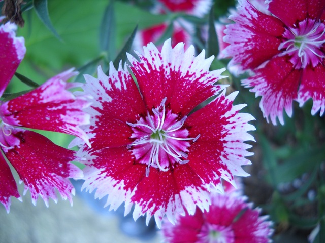 [garden%2520032%255B5%255D.jpg]