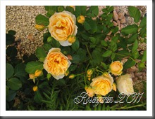 IMG_1945 IMG_1945