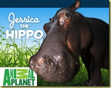 jessica-the-hippo
