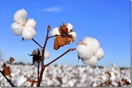 new farm cotton 2012 (22)