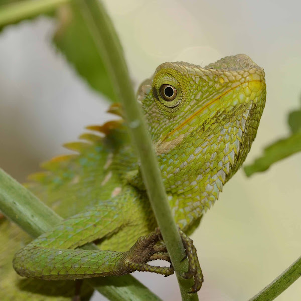 Maned Forest Lizard Project Noah