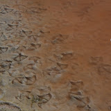 Flamingo footprints
