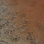 Flamingo footprints