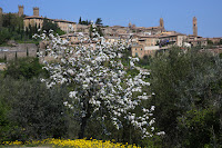 Montalcino