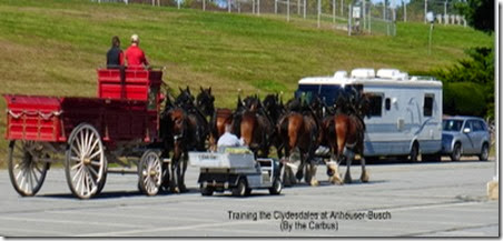 Training the Clydesdales at Anheuser-Busch
