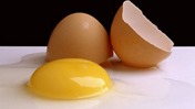 egg-yolks