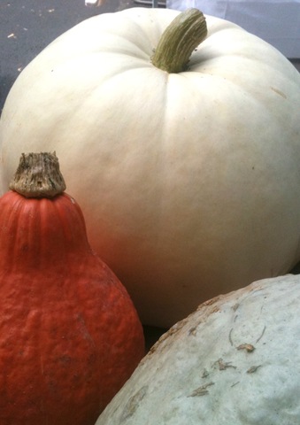[white%2520pumpkin%255B5%255D.jpg]