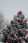 IMG_4970.jpg