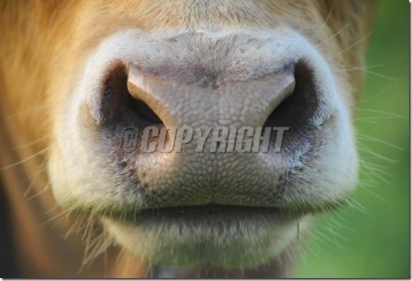 cow-snout-detail-image