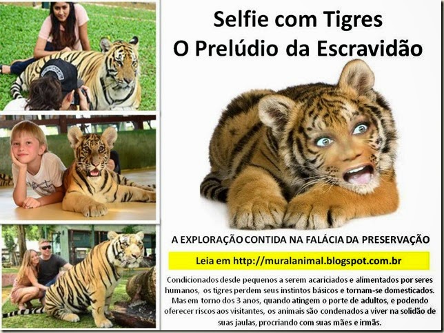 selfie-tigres selfie-tigres