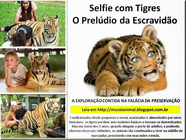 selfie-tigres