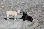 9- Do you think Frenchies were around back in 10,000 BC?