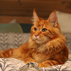 Gilbert @ 9 months gilbert_0917.jpg