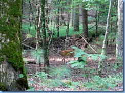 0121 Great Smoky Mountain National Park  - Tennessee - Cades Cove Scenic Loop - white-tailed deer