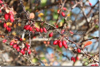 IMG_4848m IMG_4848m