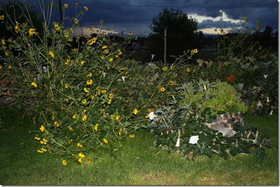 Sept 1 Yard and Rainstorm 036