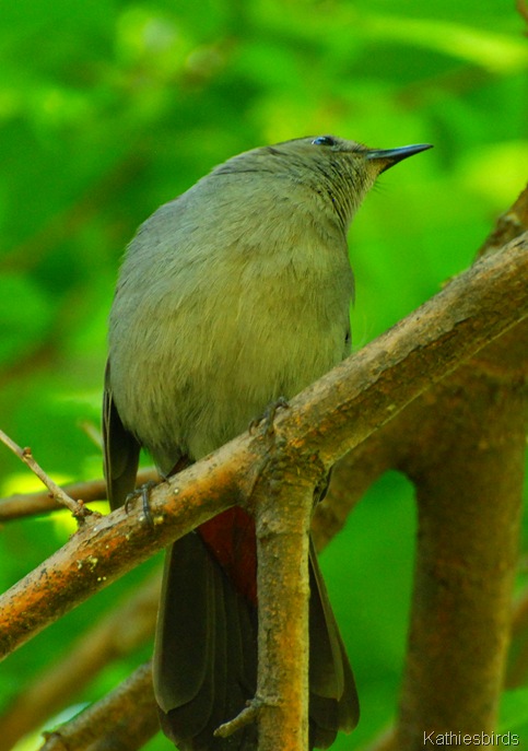 5-24-12 What bird-kab 5-24-12 What bird-kab