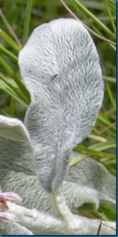 Lamb's ear 02 resized for web