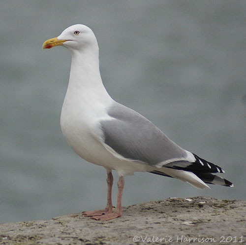 [3-herring-gull%255B2%255D.jpg]