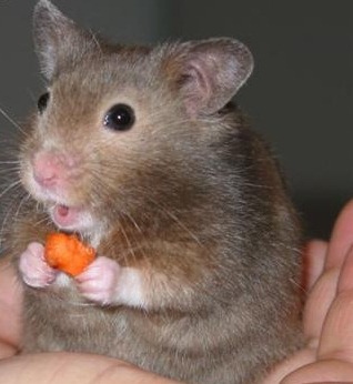 [mouse-has-cheese1-1bf8sfx%255B10%255D.jpg]