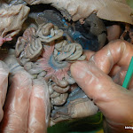 fetal_pig_mesentery.JPG