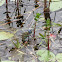 Regal Darner