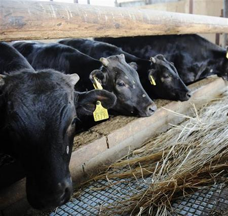 Cattle feed on straw which have been declared safe by the Fukushima prefectural government, at a farm in the town of Miharu, Fukushima Prefecture, 16 July 2011. Credit: Reuters / Kyodo