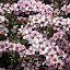 Wildflowers at Vasse Felix - Margaret River, Australia